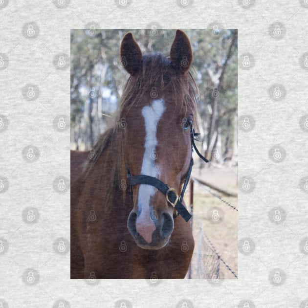 Wally - Thoroughbred Gelding by DeborahMcGrath